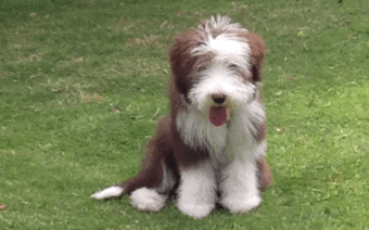 Voyager avec un animal de compagnie (Ordre National des Vétérinaires)