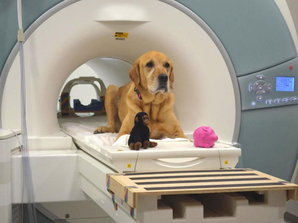 Eddie a appris à reconnaître les mots "singe" et "cochon" associés à ses jouets.