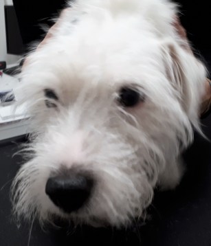 Gaya, client de la Clinique Vétérinaire du Chêne