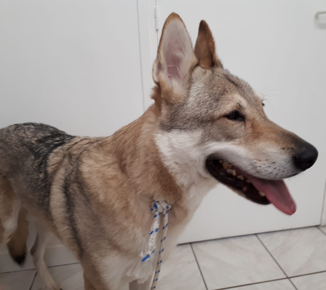 Horus, chien loup tchèque