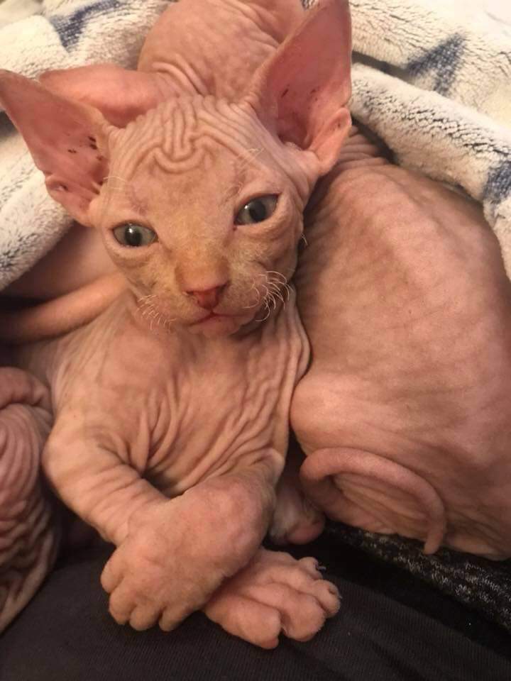 Pablo à la Clinique Vétérinaire du Chêne, à Viroflay, à proximité de Versailles, Chaville, Meudon, Velizy-Villacoublay