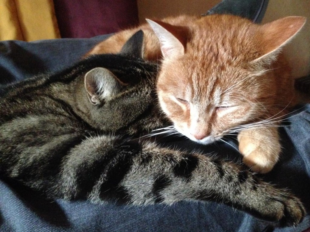 Lémy et Weez en pleine sieste