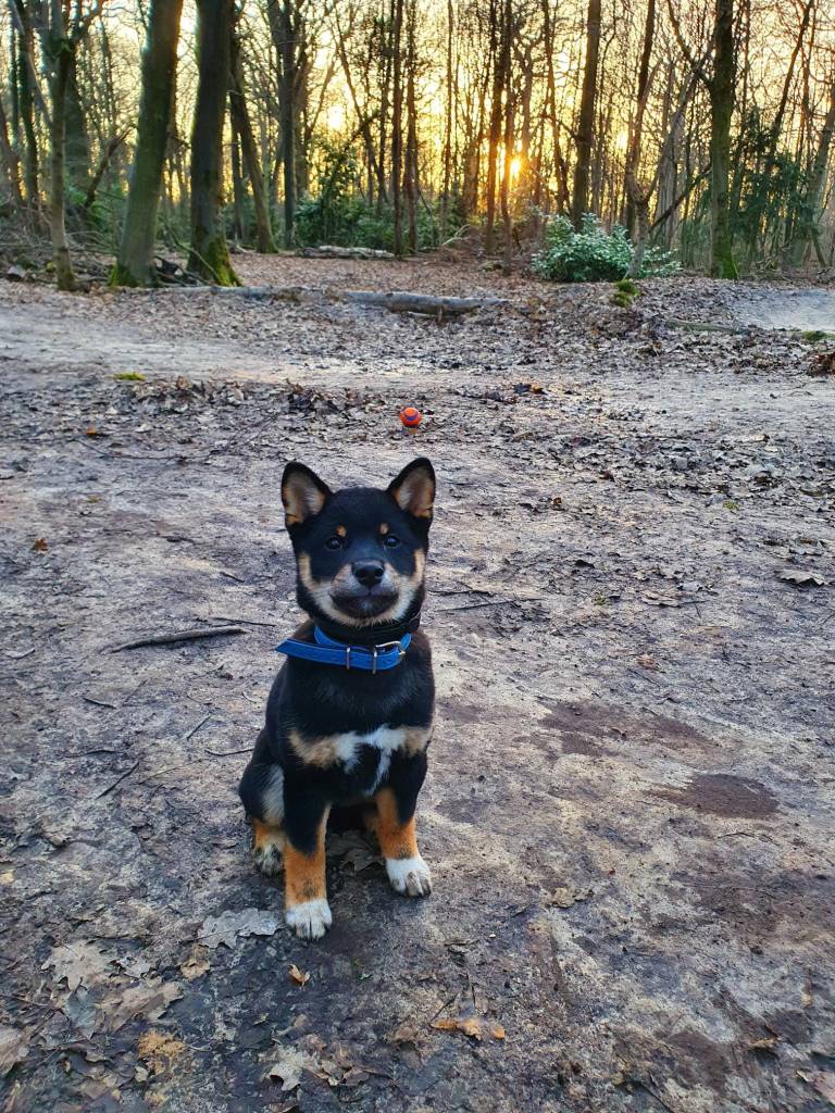 Soleil couchant sur Sanji, Shiba Inu de 4 mois déjà adepte des balades en forêt