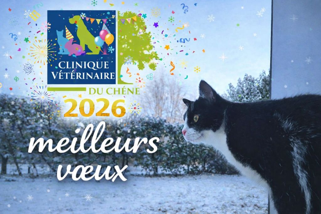 meilleurs voeux 2026